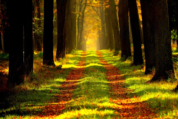FOREST PATH Print