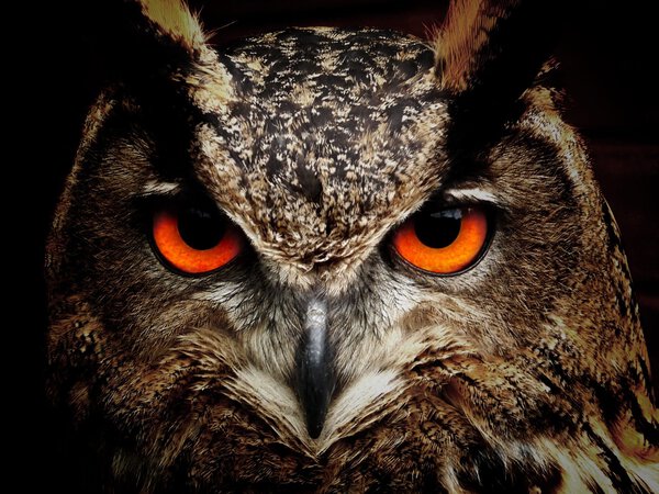 OWL Print