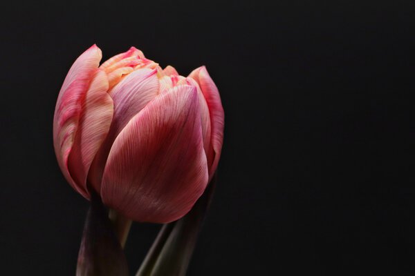 TULIPS Imprimer