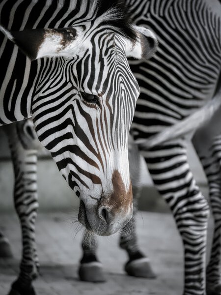 ZEBRA Imprimer