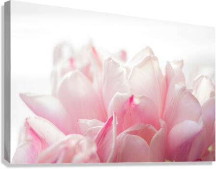 TULIPS Canvas Print