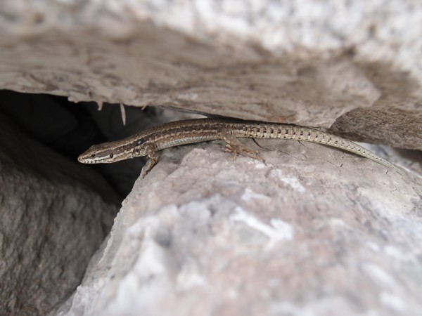 A.P.Polo - Pyrenees Print