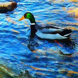 FB_IMG_1509023043621