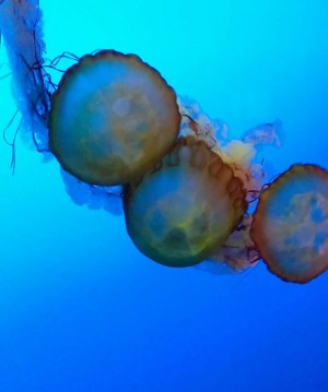 FB_IMG_1509026208701