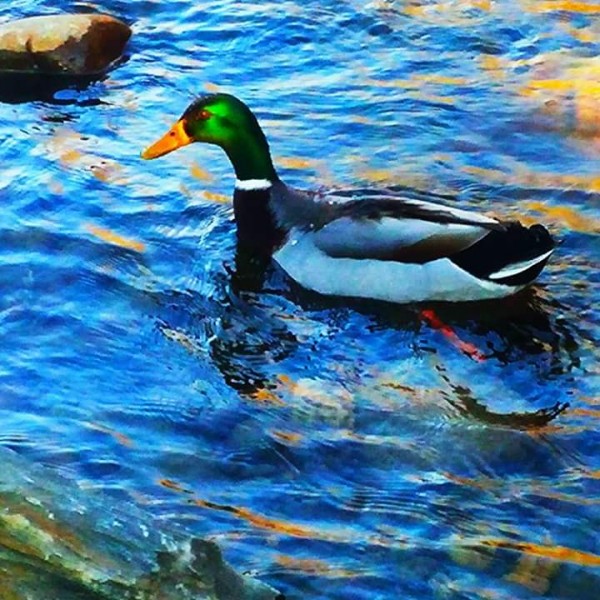 FB_IMG_1509023043621 Print