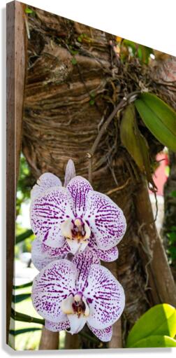 Orchid Canvas Print