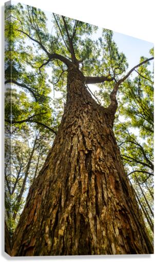 Preserve Canvas Print