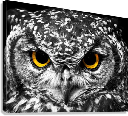 Owl Canvas Print
