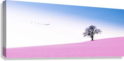 Pink field Canvas Print