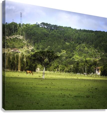 Horse Canvas Print