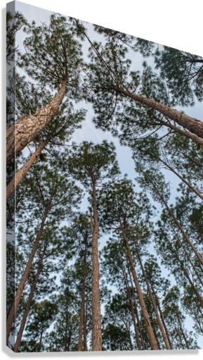 High Trees Canvas Print
