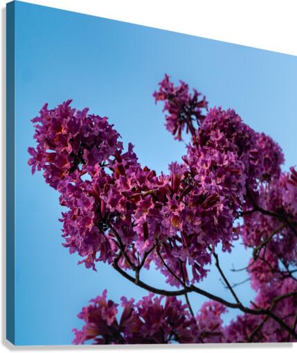 Purple Ipe Canvas Print