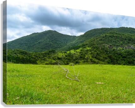 Green Field Canvas Print