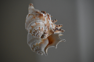 Shell 101