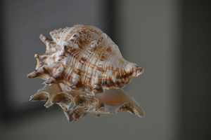 Shell 102