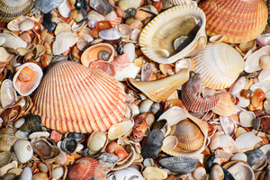 Shell 104