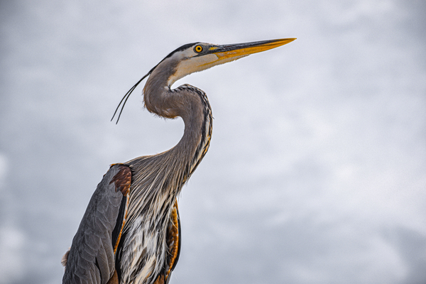 Grey Heron 102 by ArtizanGalleries