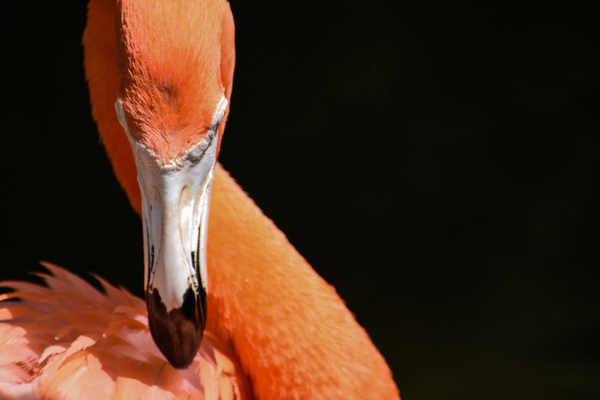 Flamingo 101 by ArtizanGalleries