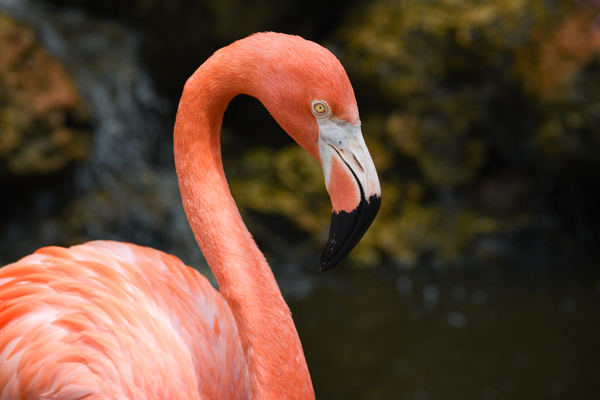 Flamingo 102 by ArtizanGalleries