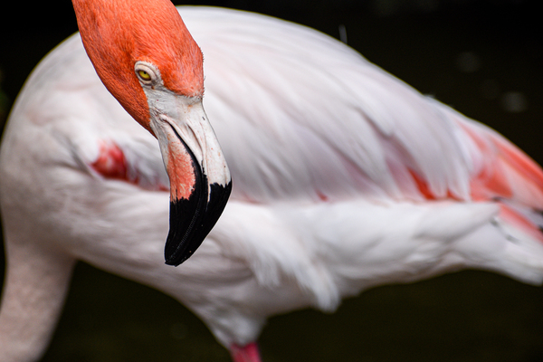 Flamingo 105 by ArtizanGalleries