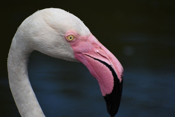 Flamingo 107 by ArtizanGalleries