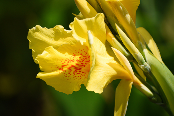 Flower 103 by ArtizanGalleries