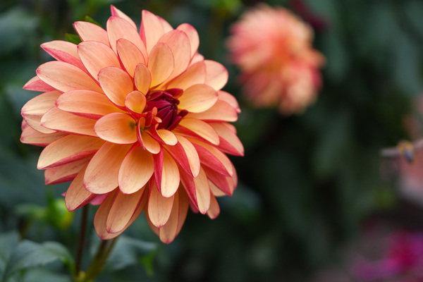 Flower 107 by ArtizanGalleries