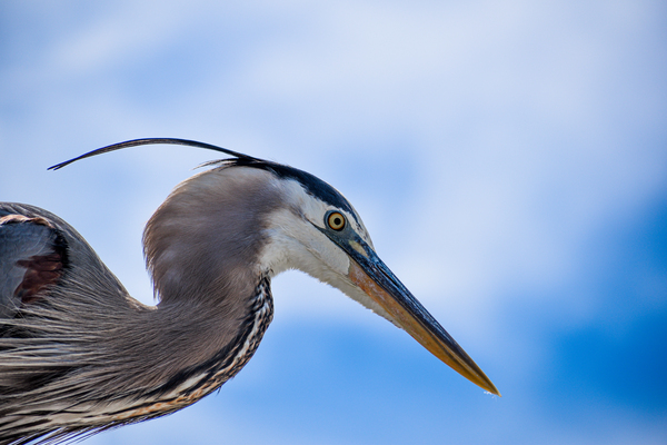 Grey Heron 103 by ArtizanGalleries