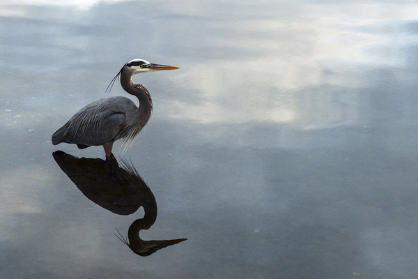 Grey Heron 105 by ArtizanGalleries