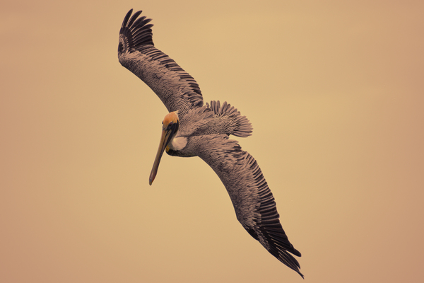 Pelican 102 by ArtizanGalleries