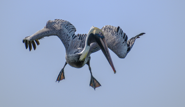 Pelican 103 by ArtizanGalleries