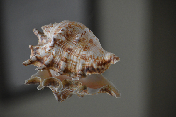 Shell 102 by ArtizanGalleries