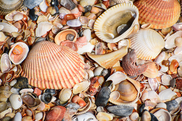 Shell 104 by ArtizanGalleries