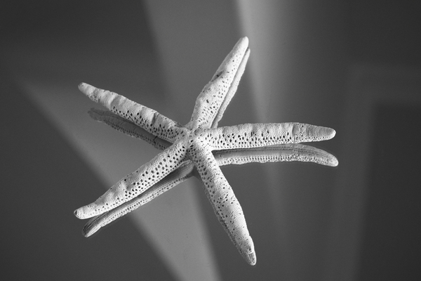 Shell 107 by ArtizanGalleries