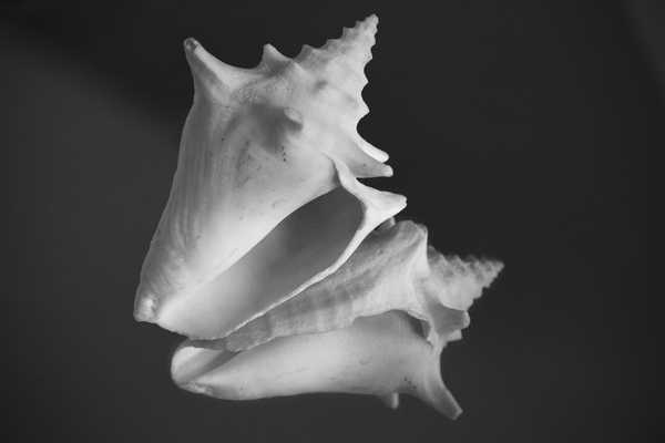 Shell 108 by ArtizanGalleries