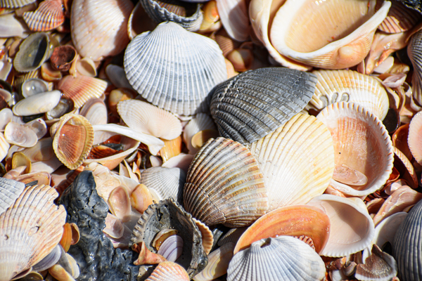 Sea Shells 2 by ArtizanGalleries