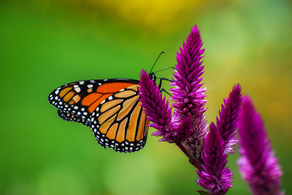 Butterfly 101 by ArtizanGalleries