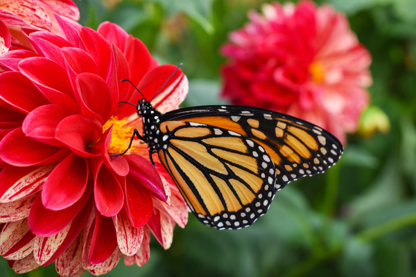 Butterfly 102 by ArtizanGalleries
