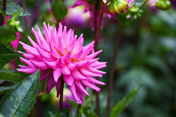 Flower 101 by ArtizanGalleries