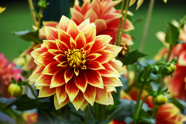 Flower 102 by ArtizanGalleries