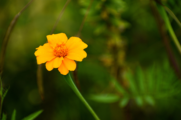 Flower 105 by ArtizanGalleries