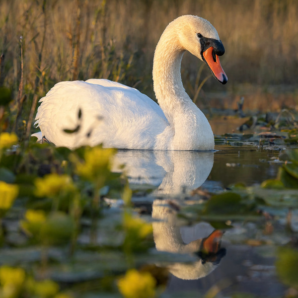 Swan: The Lake Dancer by Sumer Paintings