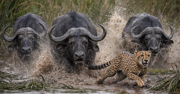 The Buffalo’s Revenge by Sumer Paintings