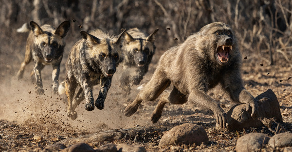 Wild Dogs Chasing Baboon by Sumer Paintings