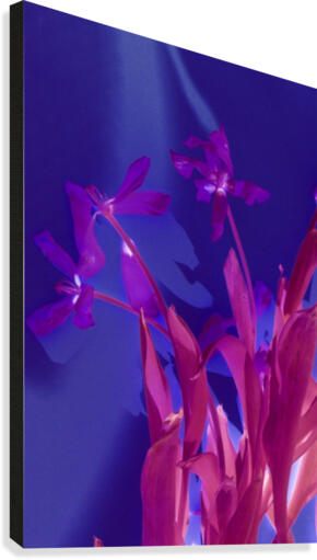 REVERSE TULIPS Canvas Print