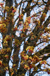 Language of Spring: Red Maple Blossoms