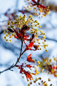 Whispers of Spring: The Blooming Red Maple