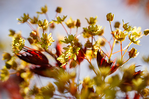Natures Jewels: Maple Blossom Cluster