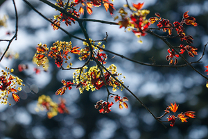 Golden Blooms in Scarlet Embrace