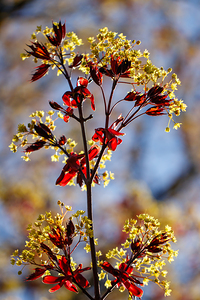 Springs Embrace: Red Maple Blossoms Portrait